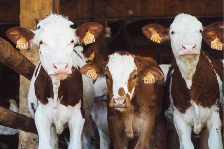 Krowy dają mleko przez całe swoje życie – mity na temat zwierząt